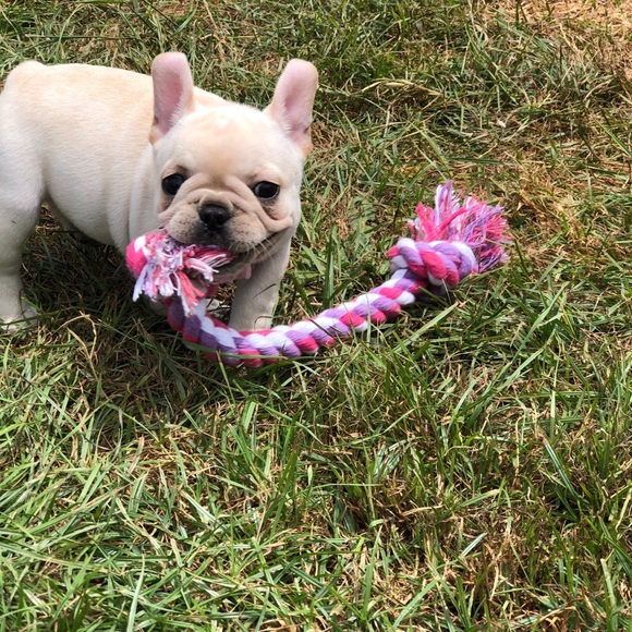 Meet your Posher, Morgan - Picture 4 of 4